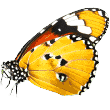 https://lpl.techprocanfixit.com/wp-content/uploads/2019/08/butterfly.png