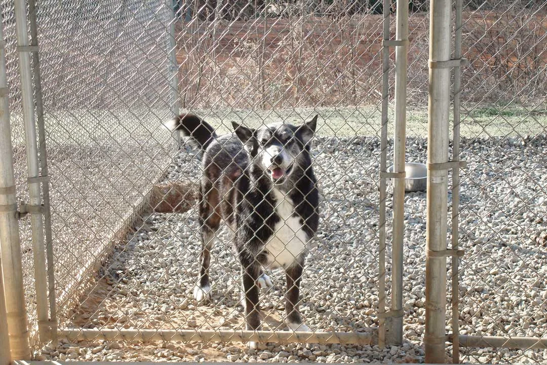 https://lpl.techprocanfixit.com/wp-content/uploads/2023/08/outdoor-kennel.webp
