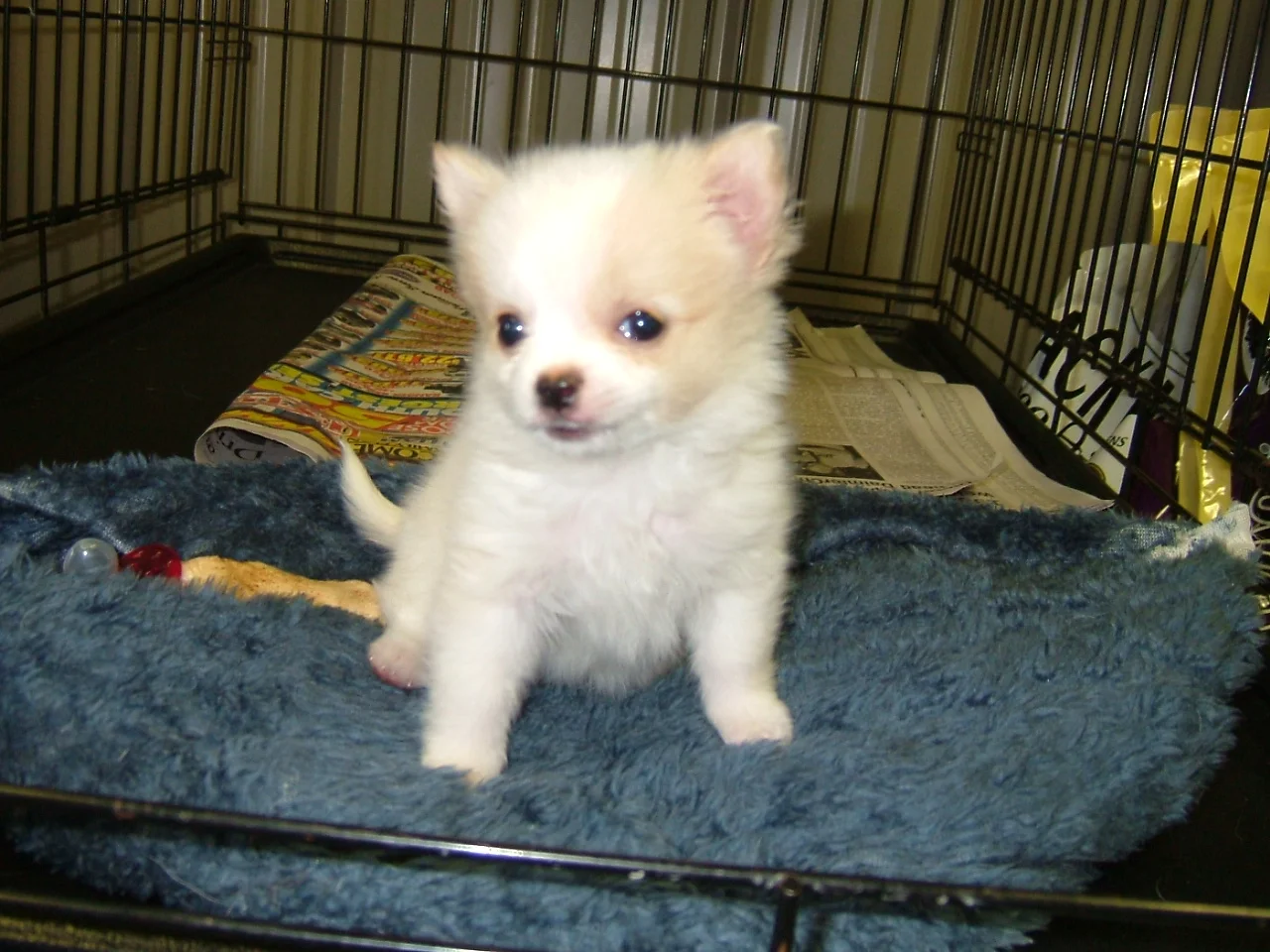 https://lpl.techprocanfixit.com/wp-content/uploads/2023/08/puppy-staying-close-to-create.webp