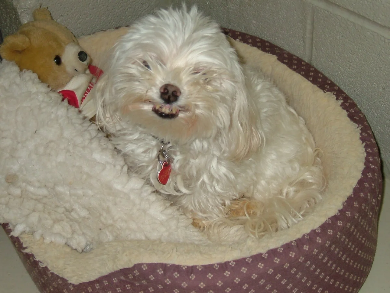 https://lpl.techprocanfixit.com/wp-content/uploads/2023/08/smiling-after-grooming.webp